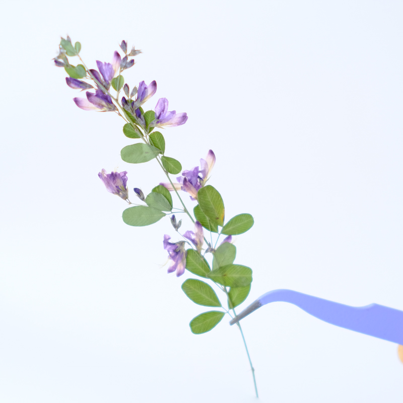 6個入り、天然レスペデザのドライプレスフラワー、植物標本絵画 - Resin Art And Jewelry のレビューと価格