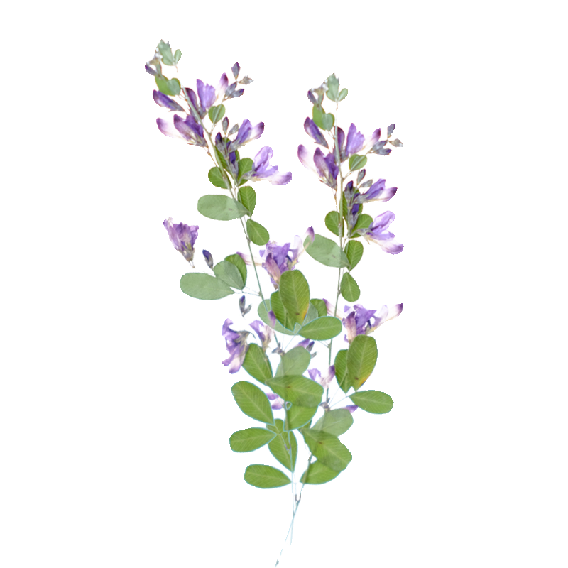 6個入り、天然レスペデザのドライプレスフラワー、植物標本絵画 - Resin Art And Jewelry のレビューと価格