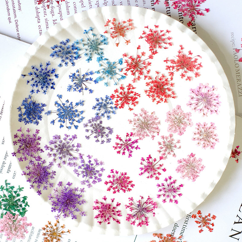 24個、2-2.5cm、自然染めミニレース押し花花びら、ドラ - Resin Art And Jewelry のレビューと価格